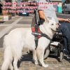 Service Dog Vest  Dog Harness in Sizes X Small to XX Large
