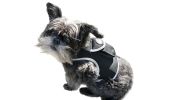 Mini GPS GSM Tracking Dog Collar Device Rechargeable Wireless Security Size:XL