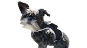 GPS Dog Collar Tracking Device Waterproof Pet Tracker with SMS Alerts Size:XL