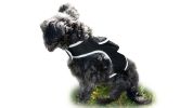NEW GPS Dog Collar High Rated Reviews Realtime Waterproof Pet Tracker Size:XL
