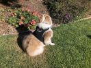 Lesser Cost Pet Surveillance System Pet Tracker GPS Tracker for Dog Collar Size:XL
